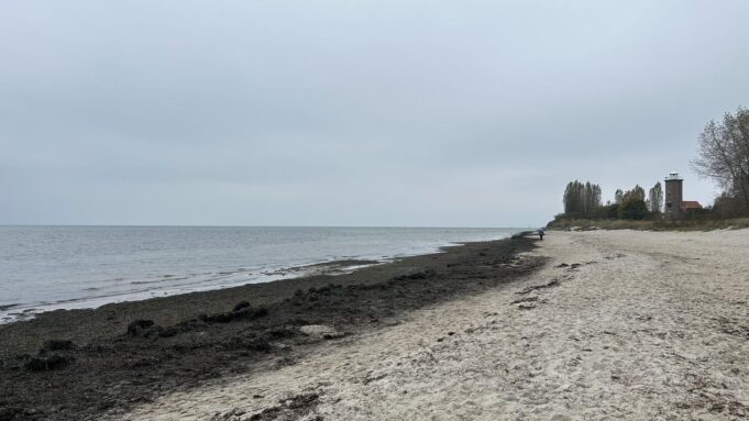 Brązowe glony zszokowane Dania - dyfuzja śluzu

