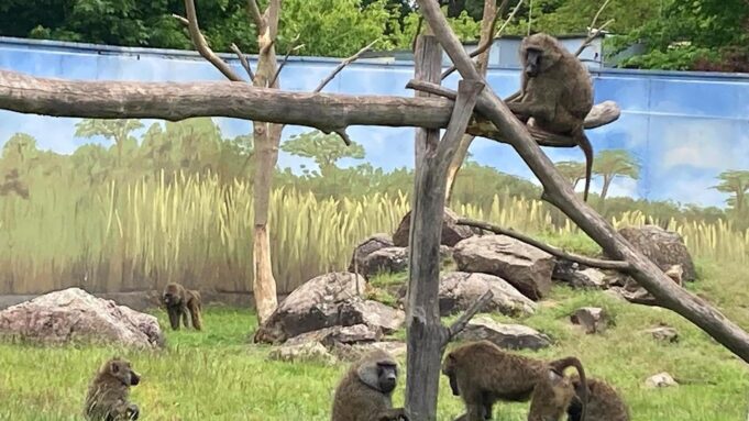 Dwa Paviany zostawiają zoo Gotha do Saksonii Północnej

