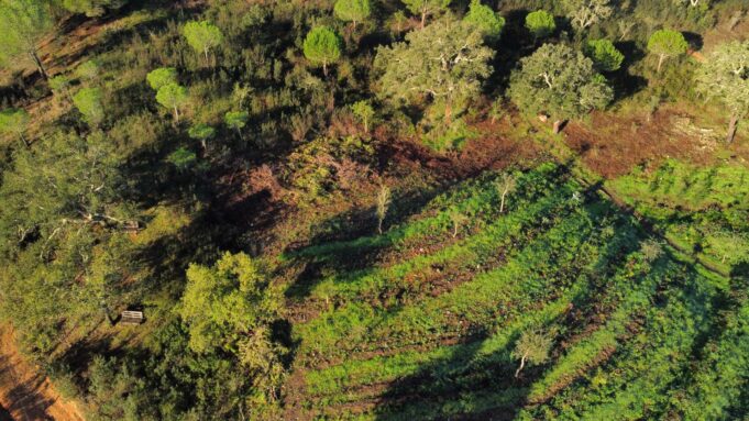 Dziki Forest Garden - Różne ekosystemy przyszłości

