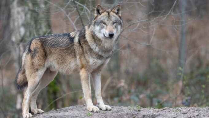 Lokalni mieszkańcy podejrzewają Wolf

