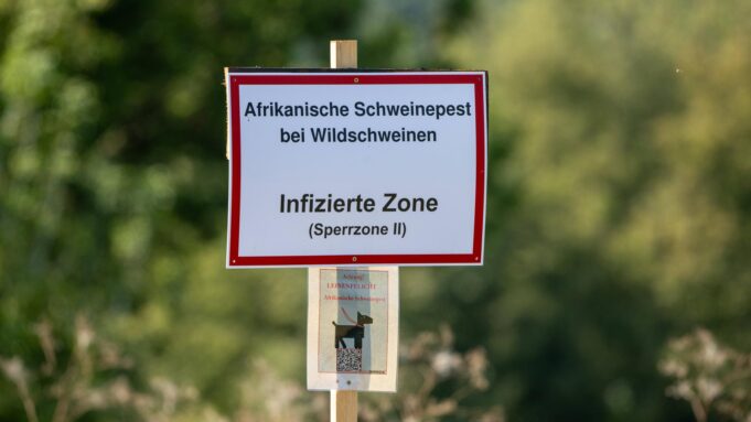 Raunheim Rot's Wild Boar Towce obok dzielnicy mieszkalnej - pomimo gorączki świni | Hessenschau.de

