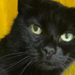 Flensburg Animal Shelter: Cat „Mrs. Whiskas” można w końcu zwolnić po tygodniach kwarantanny