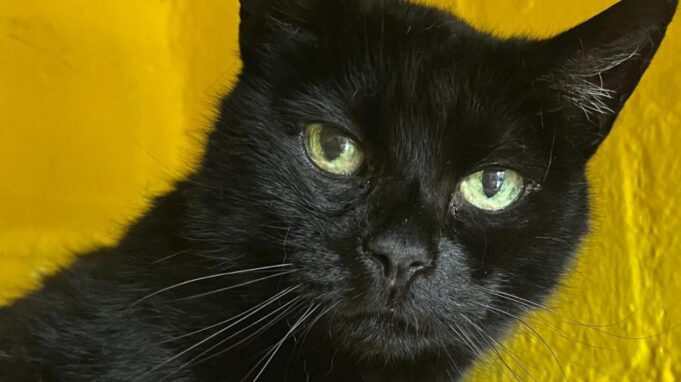 Flensburg Animal Shelter: Cat „Mrs. Whiskas” można w końcu zwolnić po tygodniach kwarantanny

