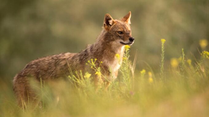 Golden Alack Wolf na Sylta może zostać zestrzelony

