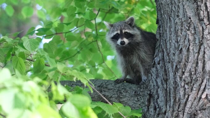 Raccoon grillowane i emisji modele poświęcenia młodzieży - wiadomości i raporty, które powinieneś znać. Główny temat weekendu.

