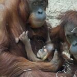 Wybuch orangutanu: zoo we Frankfurcie tymczasowo sparaliżowane | Hessenschau.de