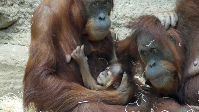 Wybuch orangutanu: zoo we Frankfurcie tymczasowo sparaliżowane | Hessenschau.de

