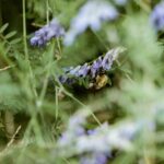 Wzmocnij naturalną różnorodność Gulbit