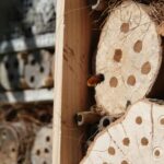 Badania pokazują, że hotele pszczelarskie pomagają zapylaczom po pożarach