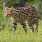 ROUTER CAT ESCAPE - Serval Ostrzeżenie miasta
