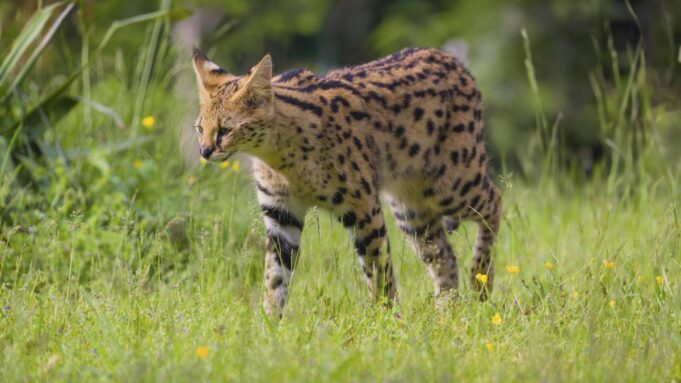 ROUTER CAT ESCAPE - Serval Ostrzeżenie miasta

